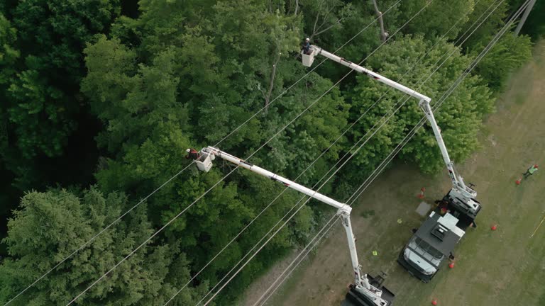 Best Palm Tree Trimming  in Silver Hill, MD